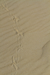 Fototapeta na wymiar Traces of birds on the sand