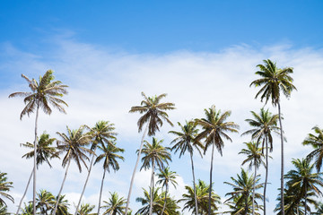 Coconut trees in Praia do Forte, Bahia, Brazil