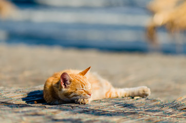 large red cat sleeps, lying on a reed mat, under the light of the autumn sun,