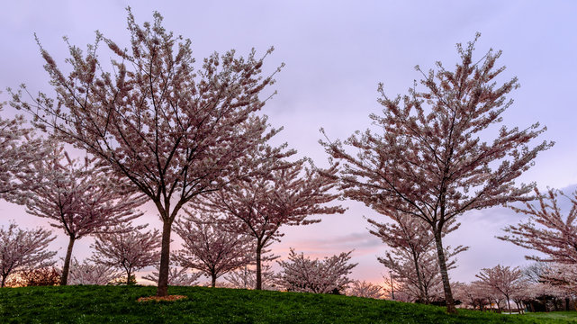 young cherry trees on a green hill in the park against a background of pink sky