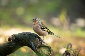 Fringilla coelebs. Wildlife of Finland. Expanded throughout Europe. Beautiful picture. Free nature. Scandinavia. A colorful picture of nature.