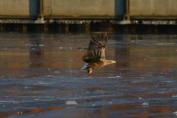 Orzeł Bielik w locie - najwspanialszy polski orzeł w całej swojej krasie © zmija5