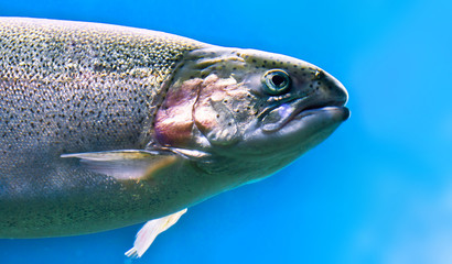 rainbow salmon trout, fish underwater closeup