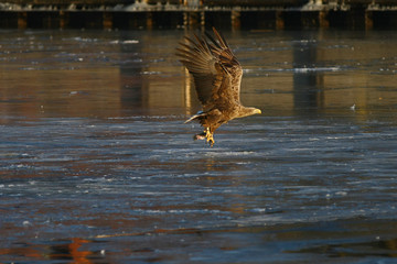 Orzeł Bielik w locie - najwspanialszy polski orzeł w całej swojej krasie © zmija5