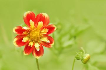 Dahlie rot gelb im Garten