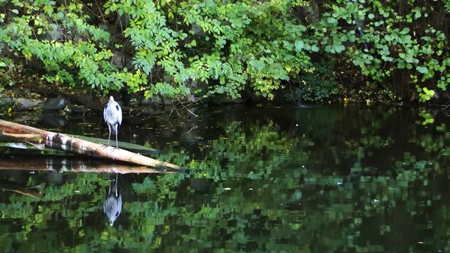 Bird on the lake
