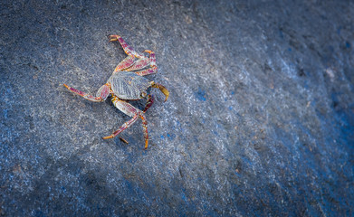 Tiny crab on a black stone