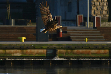 Orzeł Bielik w locie - najwspanialszy polski orzeł w całej swojej krasie © zmija5