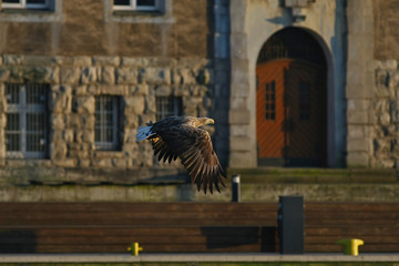 Orzeł Bielik w locie - najwspanialszy polski orzeł w całej swojej krasie © zmija5