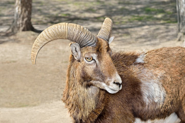 Adult wild male moufflon on the pasture.