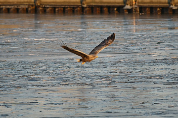 Orzeł Bielik w locie - najwspanialszy polski orzeł w całej swojej krasie © zmija5