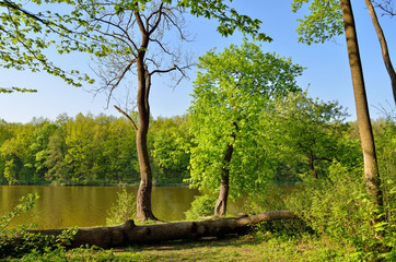Trunk of a fallen tree in a forest lake water