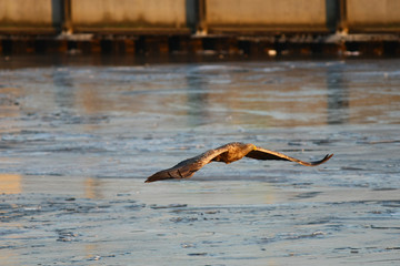 Orzeł Bielik w locie - najwspanialszy polski orzeł w całej swojej krasie © zmija5