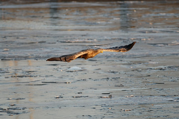 Orzeł Bielik w locie - najwspanialszy polski orzeł w całej swojej krasie © zmija5