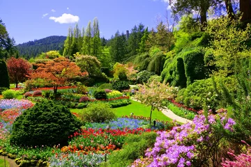 Fotobehang Tuin Butchart-tuinen, Victoria, Canada. Uitzicht op de kleurrijke bloemen van de verzonken tuin in het voorjaar.