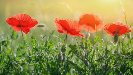 Obraz premium Mohn am leuchten in rot mit Sonnenlicht