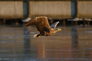 Orzeł Bielik w locie - najwspanialszy polski orzeł w całej swojej krasie © zmija5
