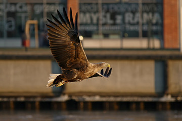 Orzeł Bielik w locie - najwspanialszy polski orzeł w całej swojej krasie © zmija5