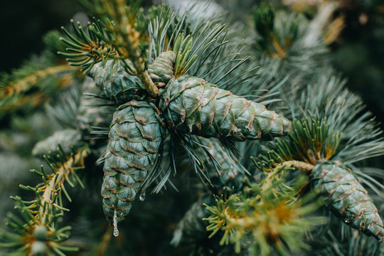 Green pinecone