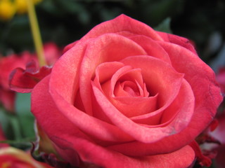 Fototapeta premium rose