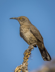 Curve-billed Thrasher