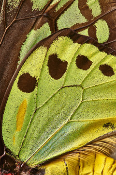 Close up of butterfly wings