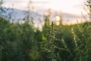 close up of a hemp flower at sunset