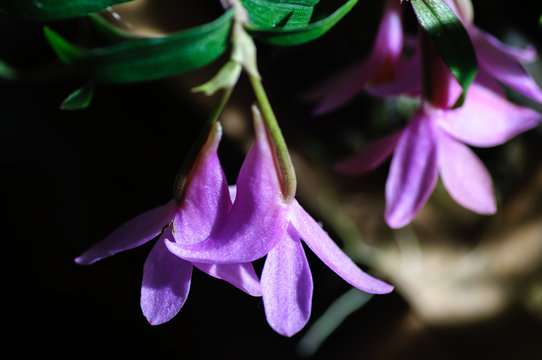 Elegant violet orchids Catleya blossom in garden close up. Side view.