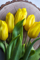 first spring yellow tulips
