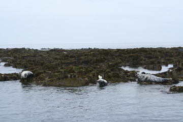 Seals in the Farne Islands