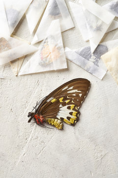 Exotic Butterfly Specimen with Papered Collection