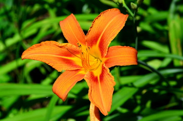 
The lily flower is bright orange in the background of green leaves.