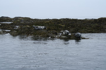 Obraz premium Seals in the Farne Islands