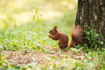 A red squirrel stands near a tree with a nut.