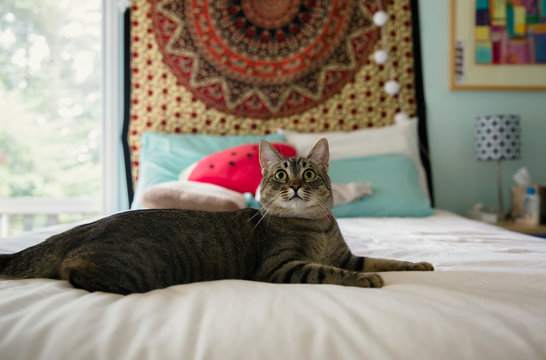 Tabby cat on the bed looking up at the hamster cage