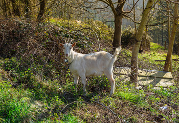 Typical Basque views, Valle de Aramaio, Spain