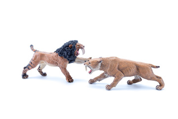 Toy two Smilodon saber-toothed roaring and in attack position fighting with white background side...