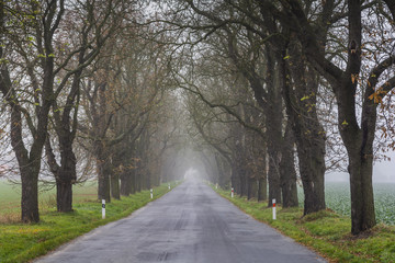 Fototapeta premium chestnut avenue