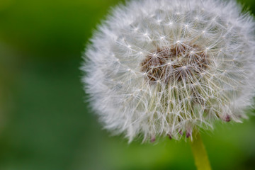Dendelion isolated macro with blured green background