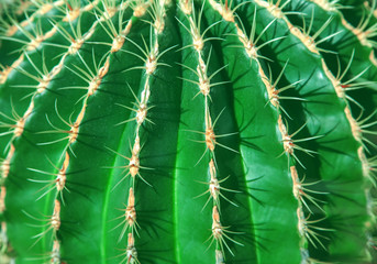green cactus close up can be used as background
