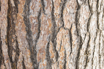 松　幹　テクスチャ　素材