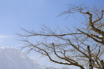 冬　桜　枝　空　雪　素材