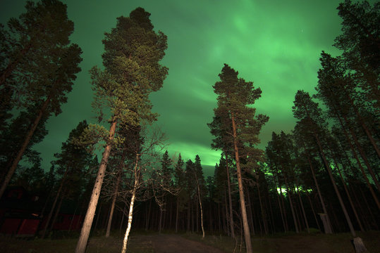 Northern lights in a forest