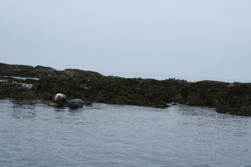 Seals in the Farne Islands