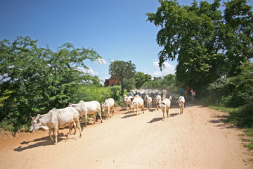 Cows and goats being herded across the sun drenched dusty plains of Bagan in high summer.