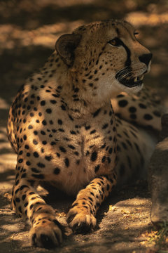 Cheetah relaxing in shade.