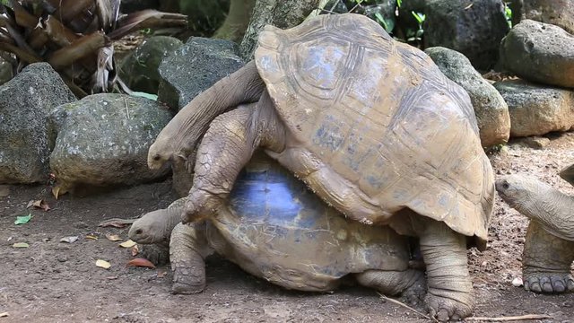 Two giant turtles, dipsochelys gigantea making love in Nature Park, island Mauritius. Copulation is a difficult endeavour for these animals, as the shells make mounting extremely awkward
