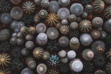 Cactus and succulent