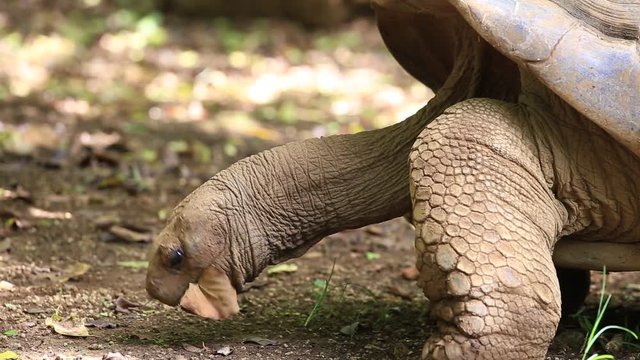 Giant turtles, dipsochelys gigantea in island Mauritius , Close up