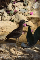 Oiseau exotique